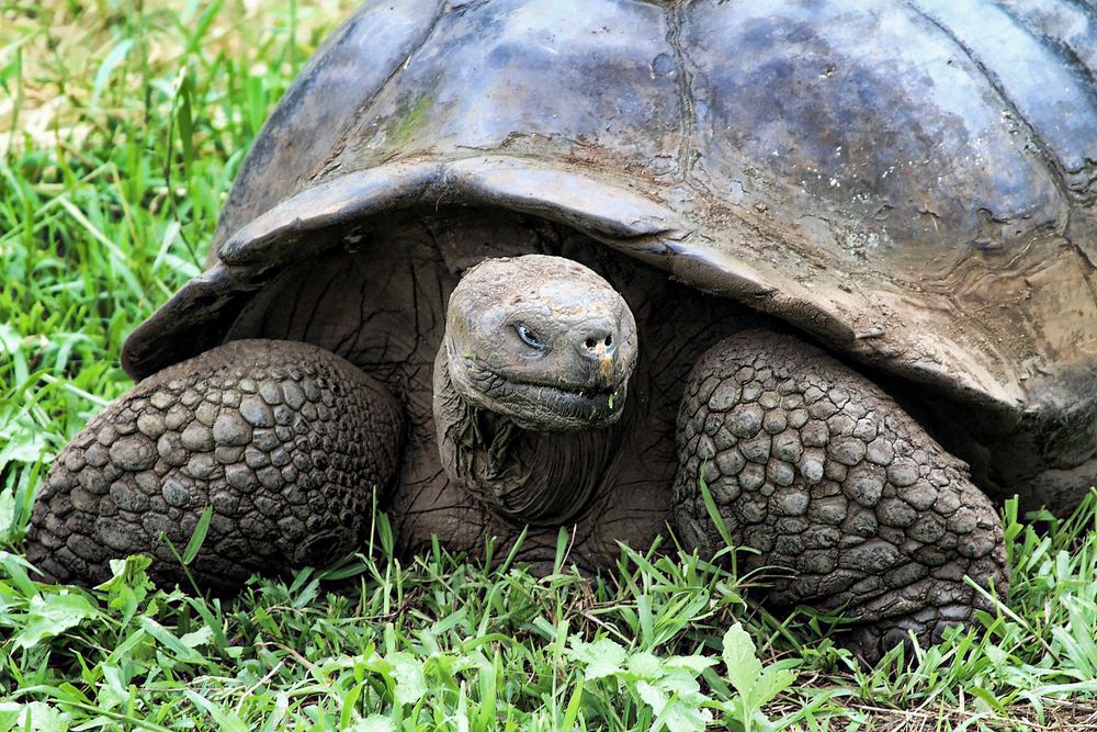 Riesenschildkröte auf die Galapagos