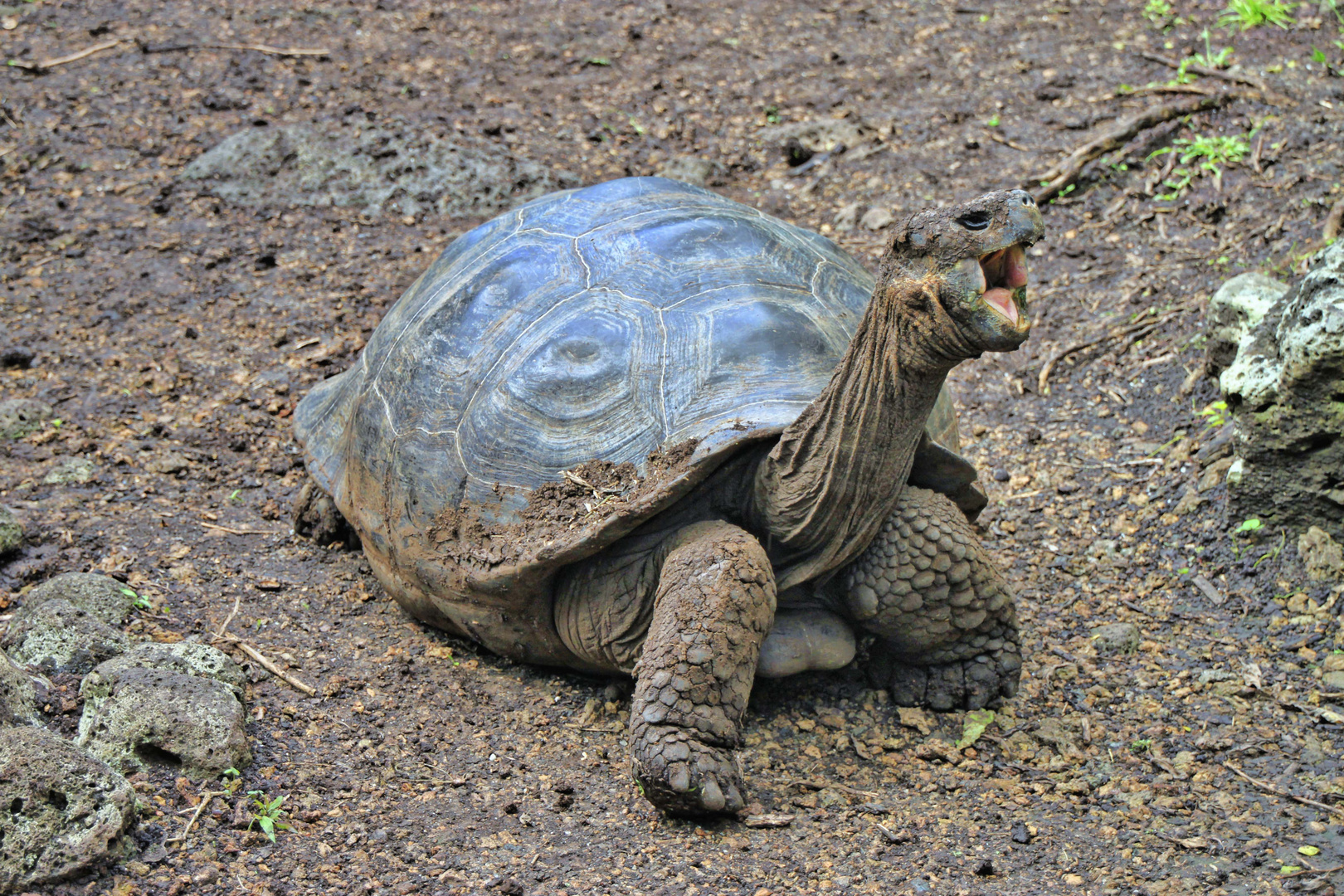 Riesenschildkröte auf Galapagos