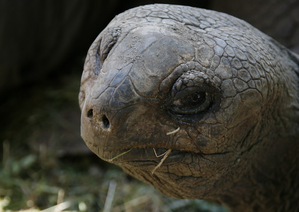 Riesenschildkröte auf La Digue (Seychellen)