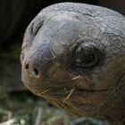 Riesenschildkröte auf La Digue (Seychellen)