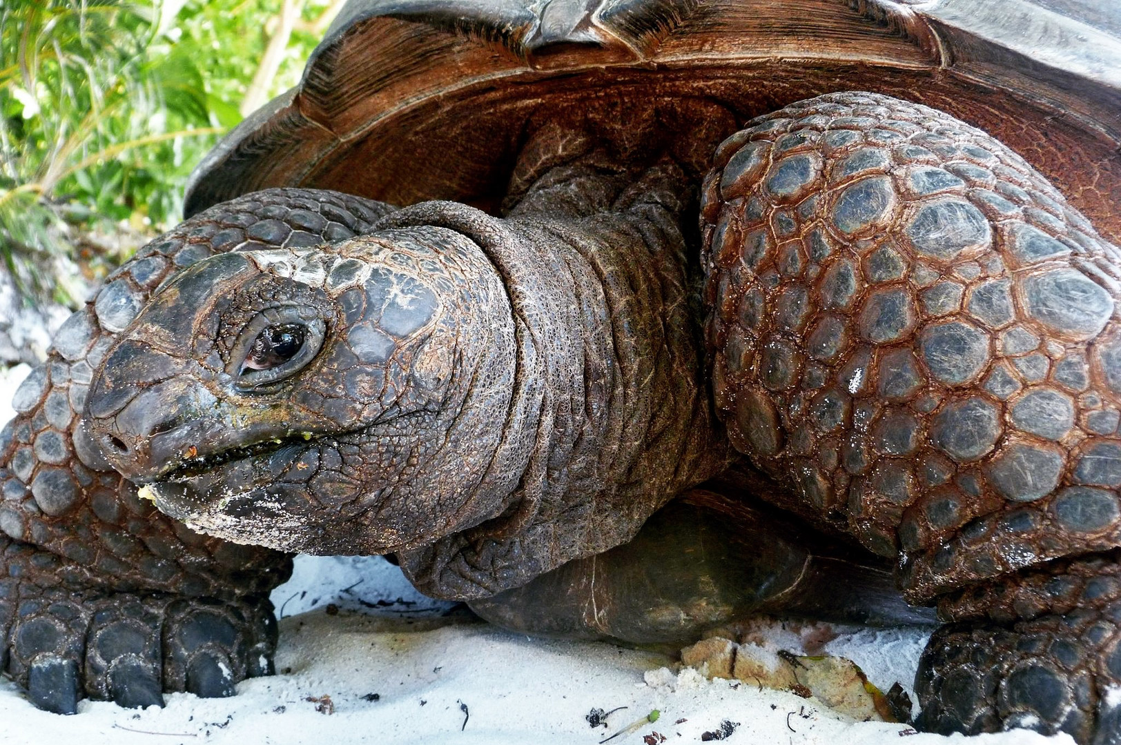 Riesenschildkröte auf La Digue, Seychellen