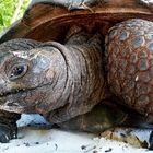 Riesenschildkröte auf La Digue, Seychellen