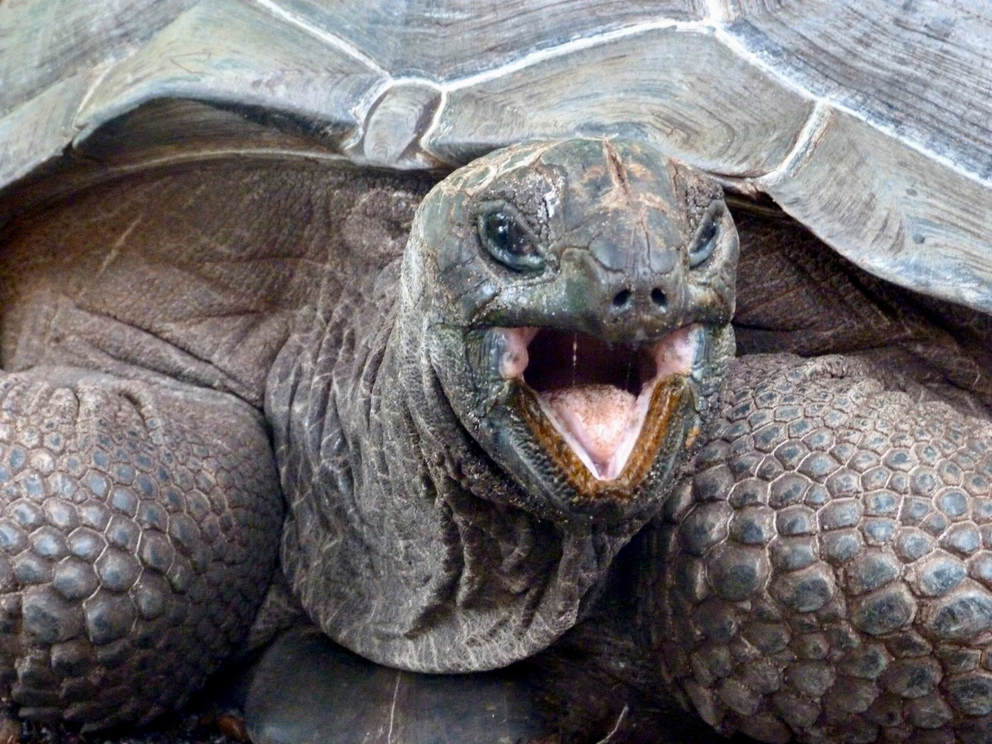 Riesenschildkröte auf La Digue, Seychellen