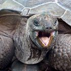 Riesenschildkröte auf La Digue, Seychellen