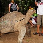 Riesenschildkröte auf Moyenne Island