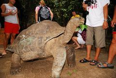 Riesenschildkröte auf Moyenne Island