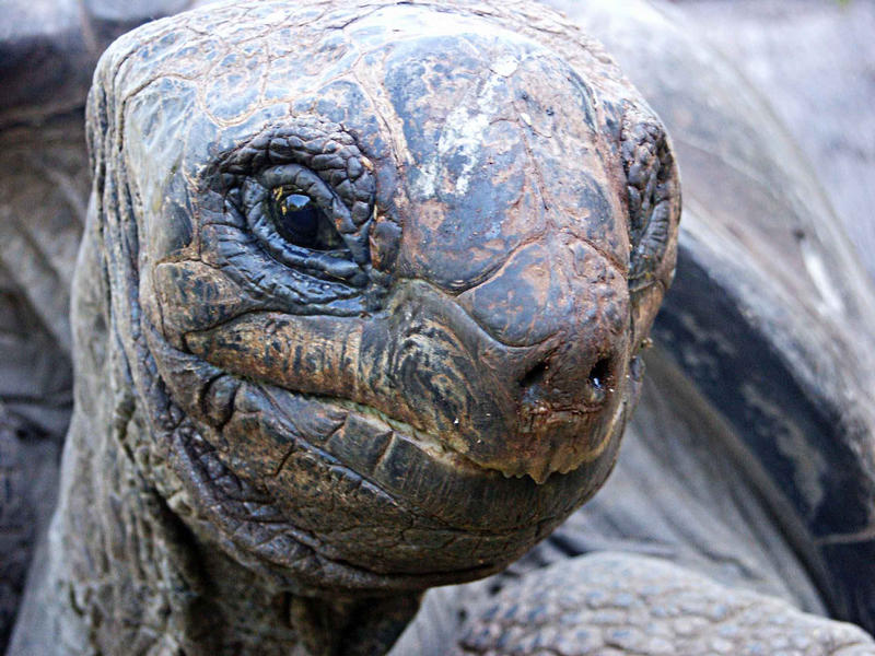 Riesenschildkröte aus Afrika