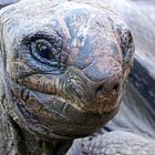 Riesenschildkröte aus Afrika