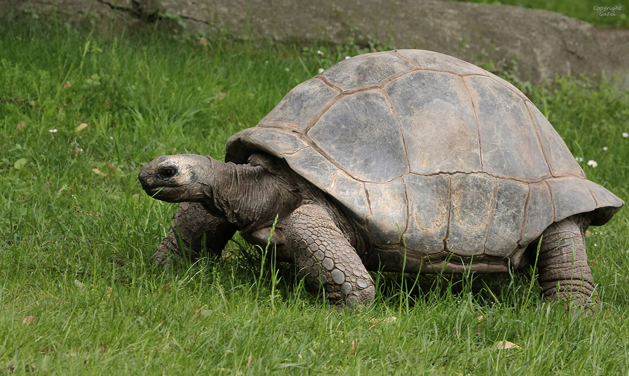 Riesenschildkröte 