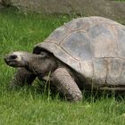 Riesenschildkröte 