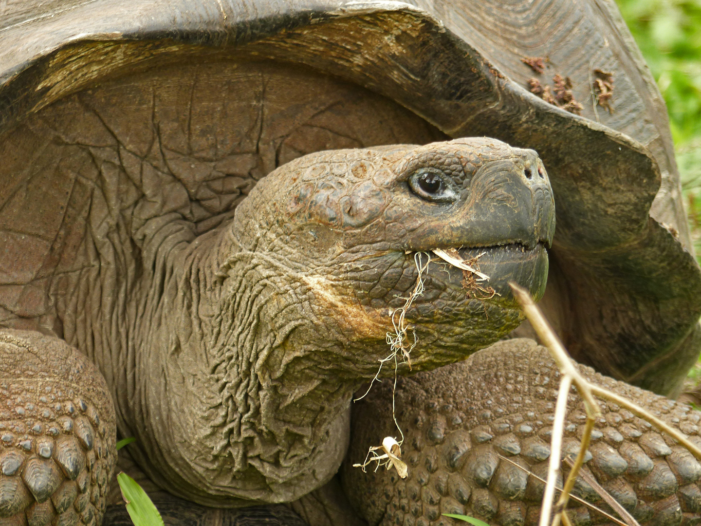 Riesenschildkröte