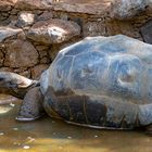 Riesenschildkröte