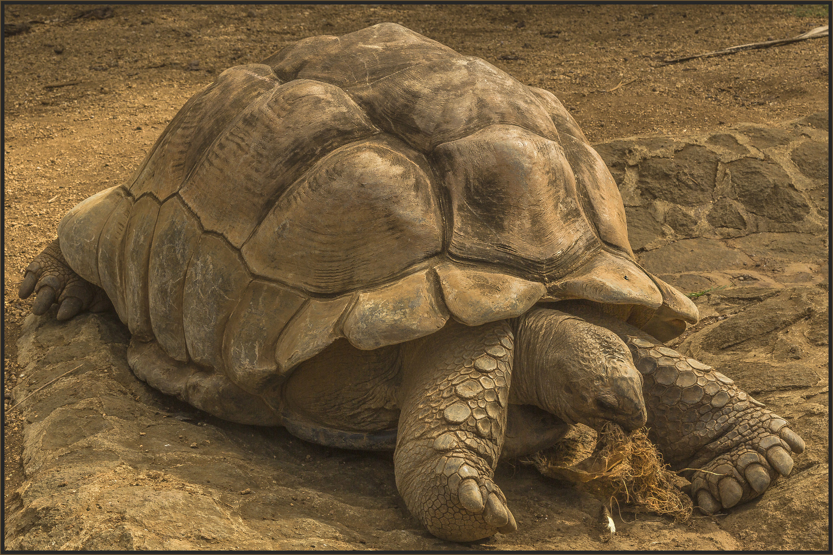 RIESENSCHILDKRÖTE