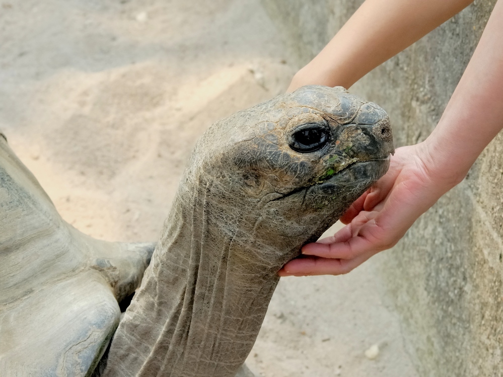 Riesenschildkröte - Begegnung zweier Welten
