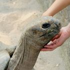 Riesenschildkröte - Begegnung zweier Welten