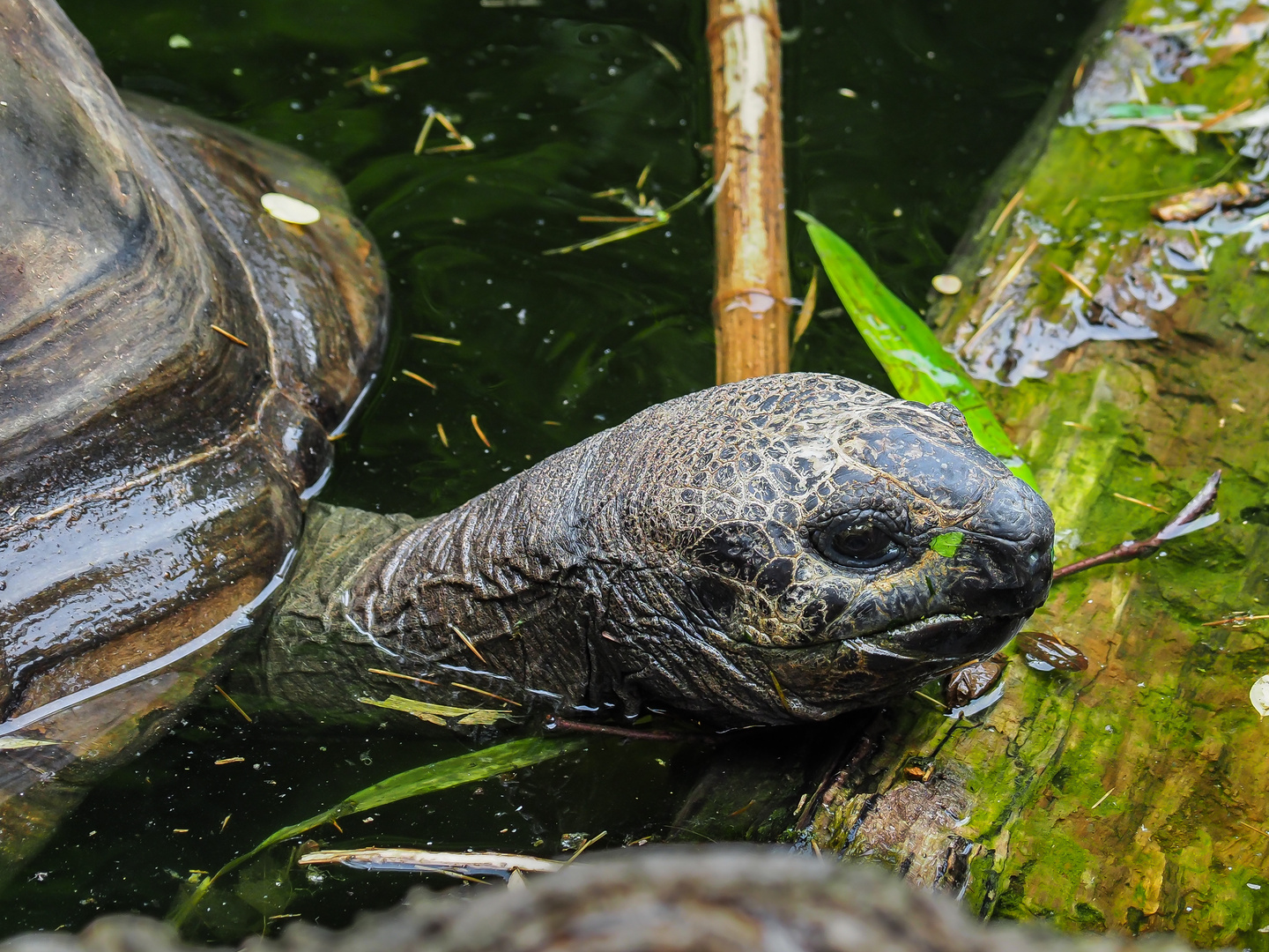 Riesenschildkröte beim Baden