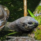 Riesenschildkröte beim Baden