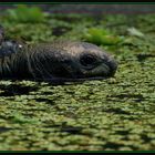 Riesenschildkröte beim baden