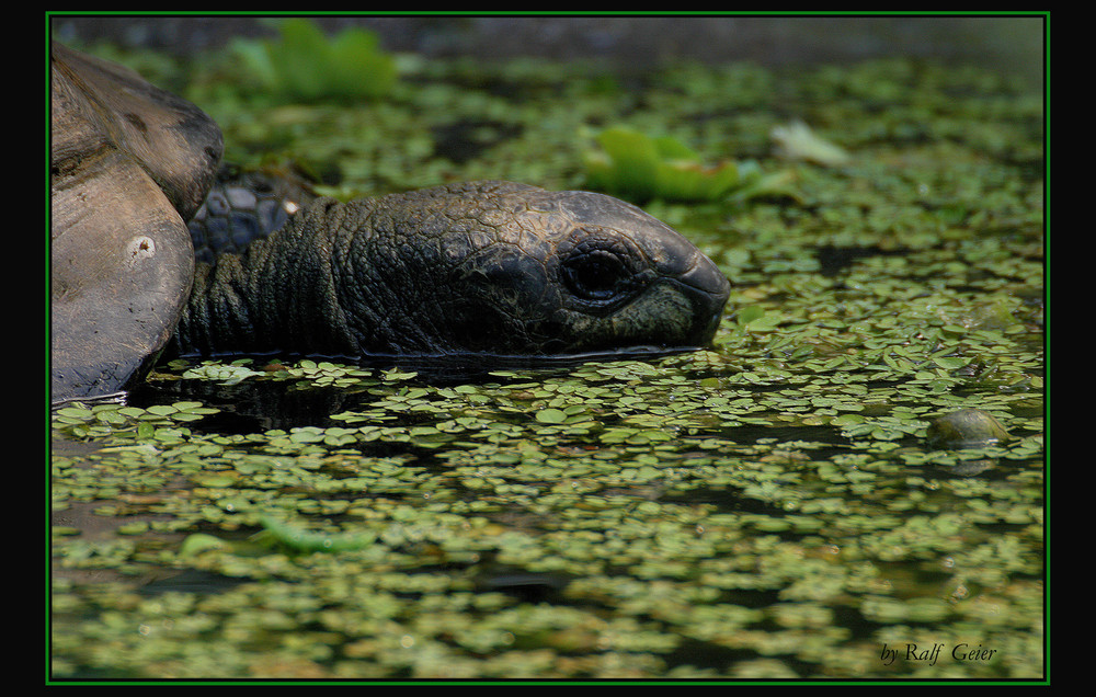 Riesenschildkröte beim baden