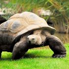 Riesenschildkröte