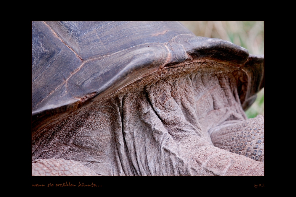 Riesenschildkröte