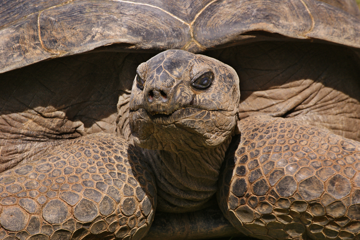 Riesenschildkröte