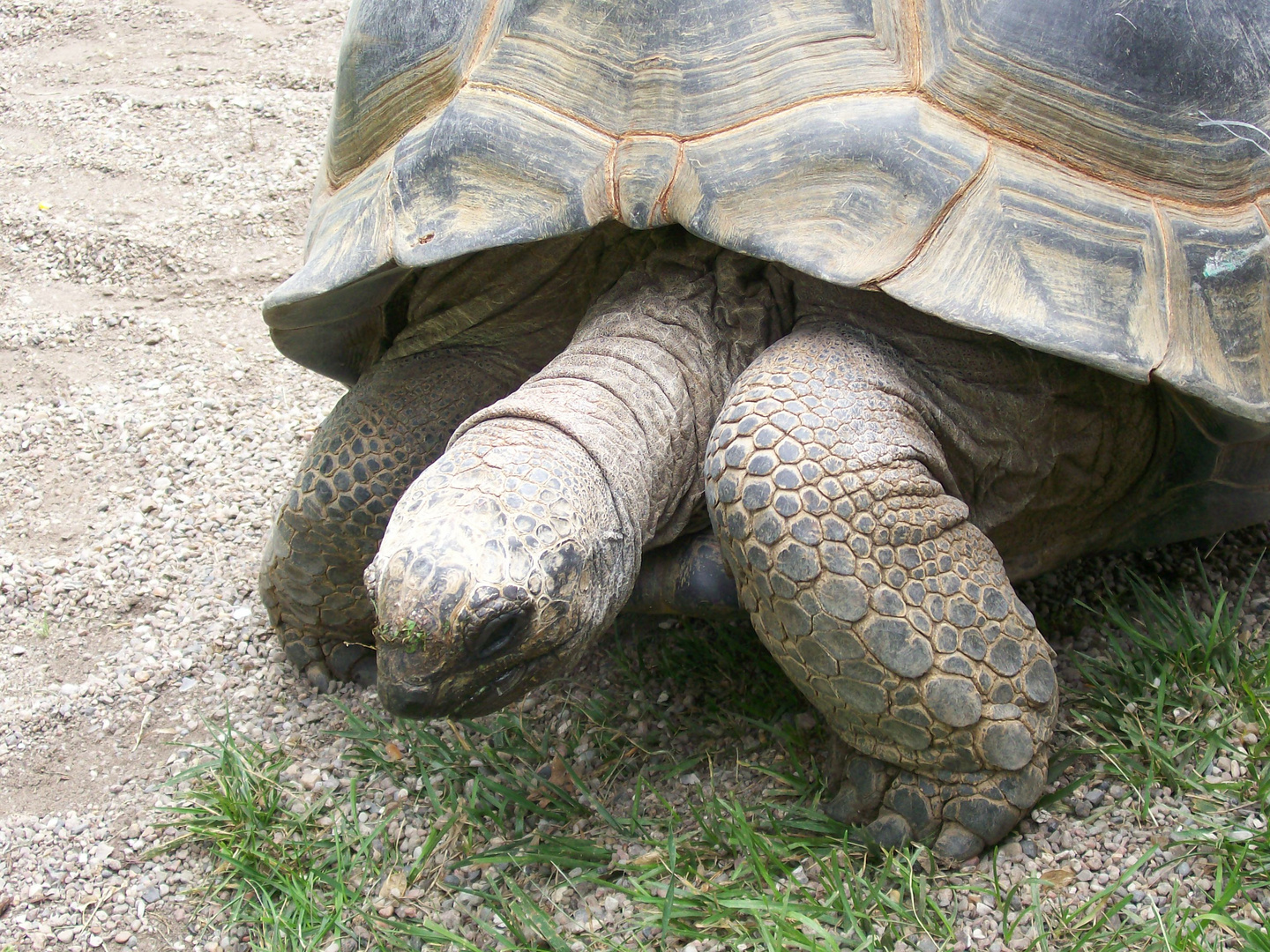 Riesenschildkröte