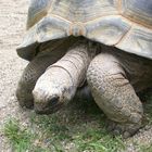 Riesenschildkröte