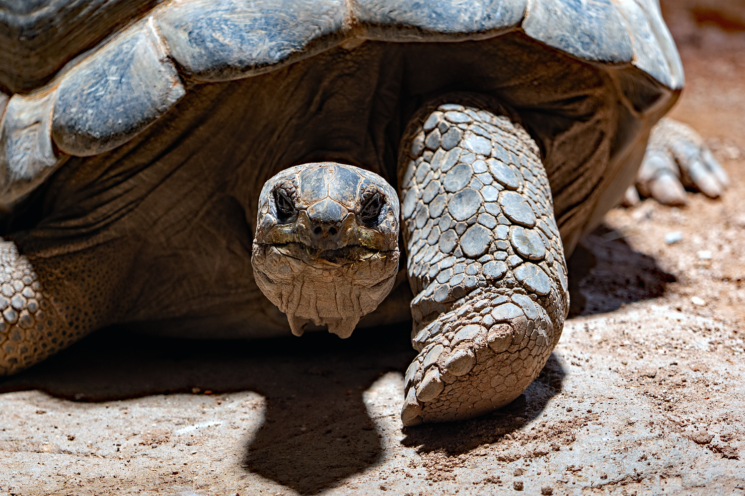 Riesenschildkröte