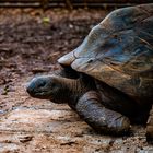 Riesenschildkröte Casela NP