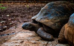 Riesenschildkröte Casela NP