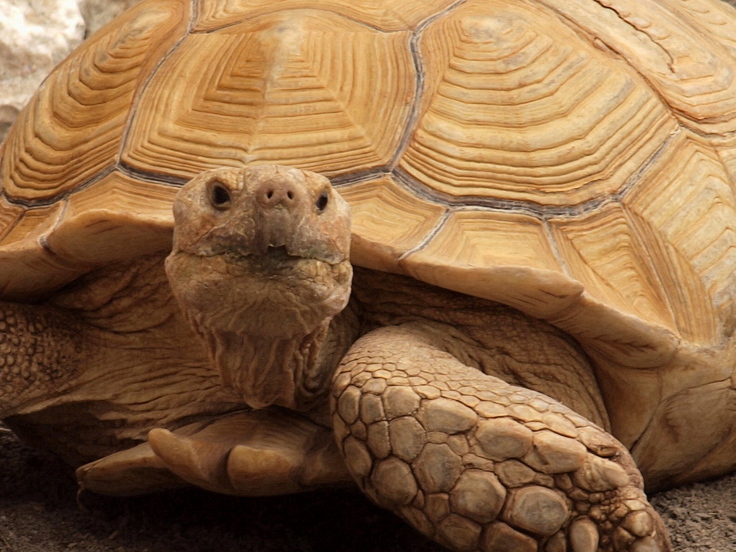 Riesenschildkröte