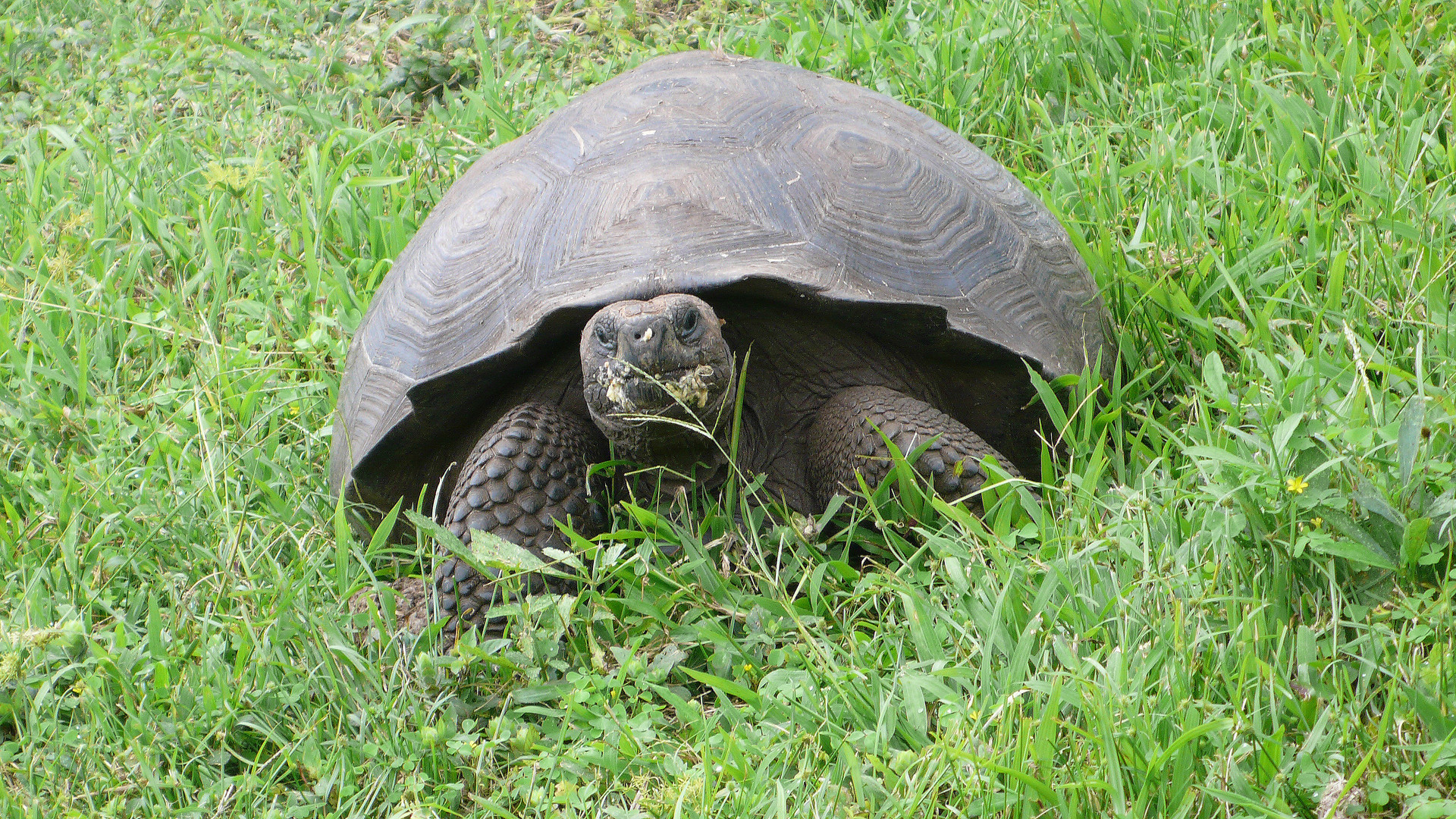 Riesenschildkröte