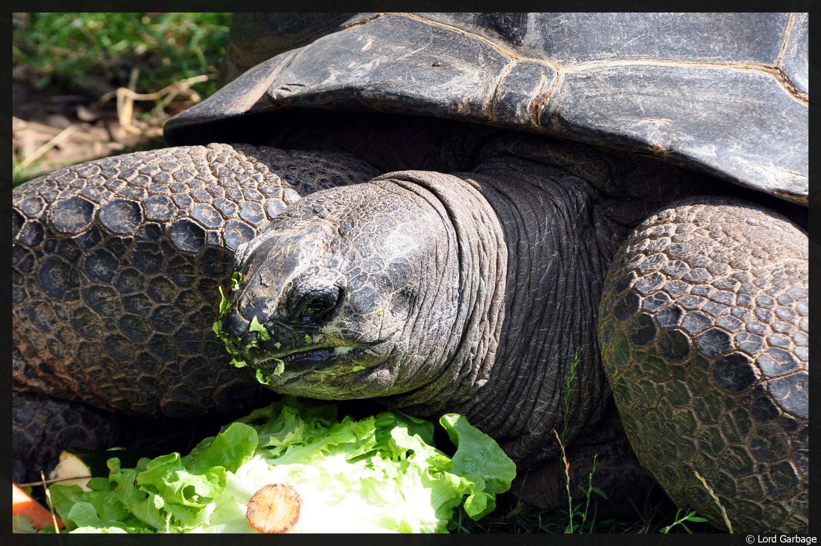 Riesenschildkröte