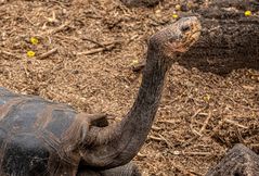 Riesenschildkröte     -                DSC_8649
