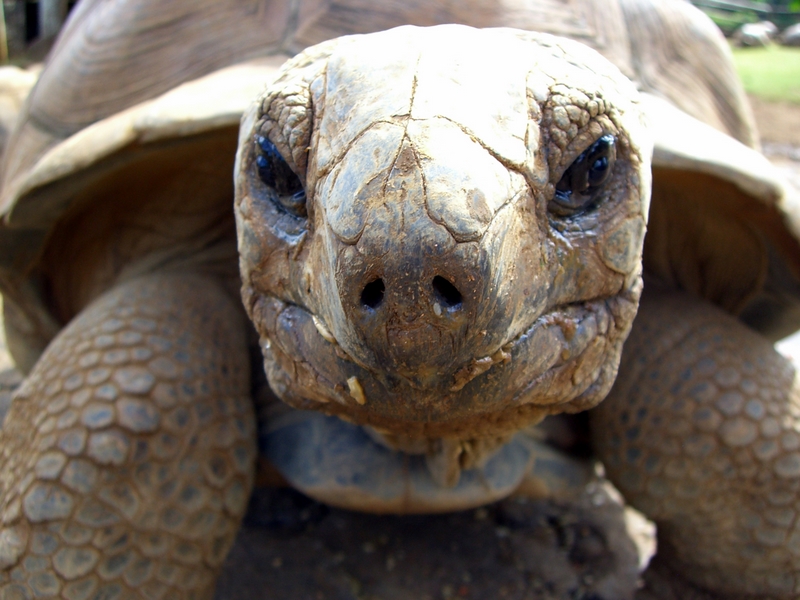 Riesenschildkröte