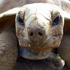 Riesenschildkröte