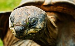 Riesenschildkröte