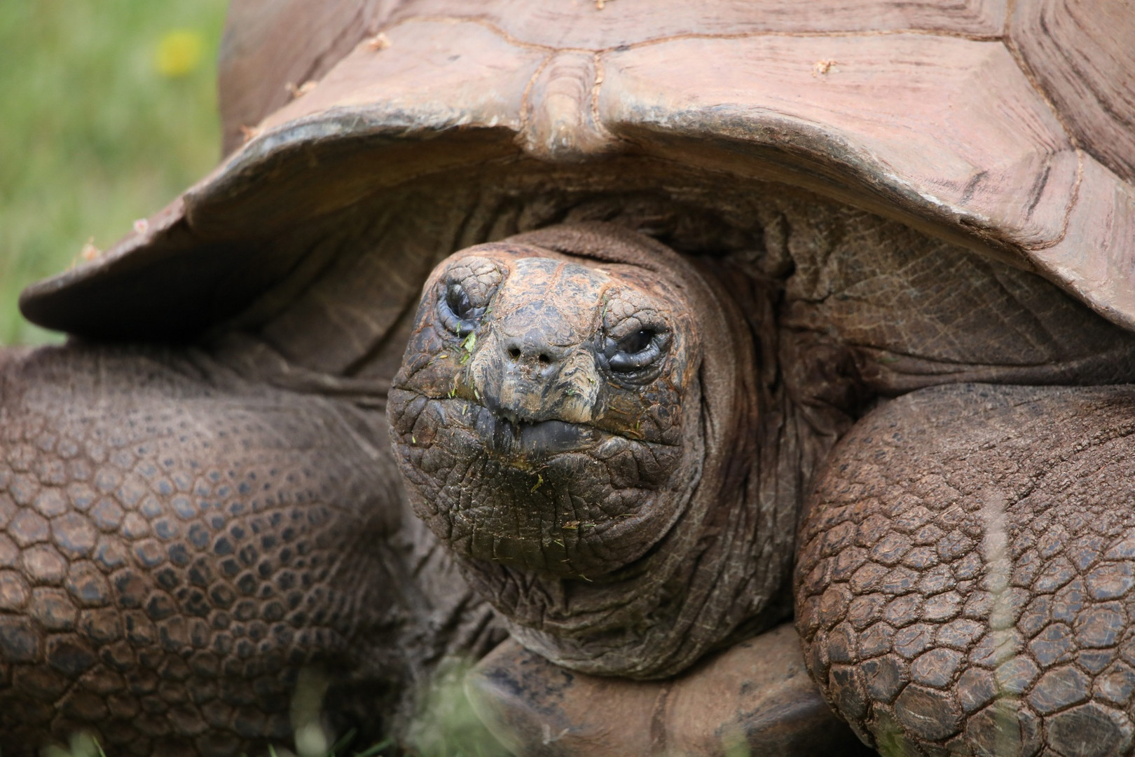 Riesenschildkröte 