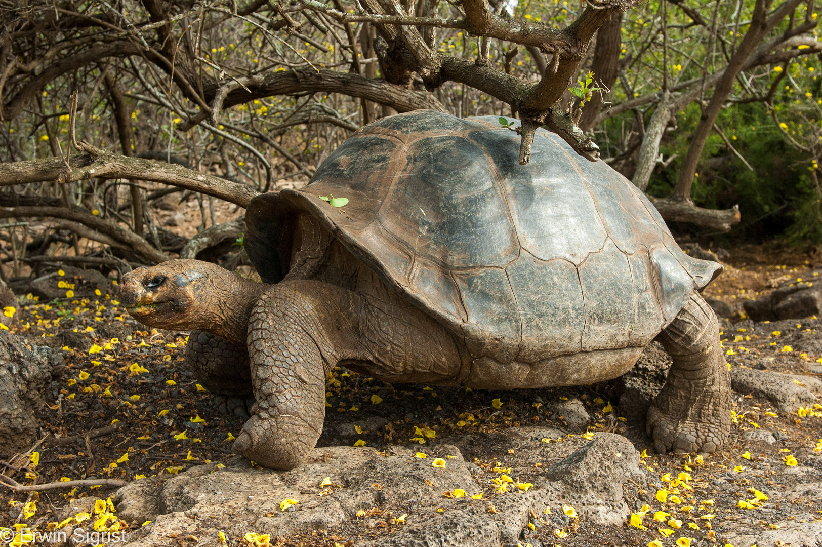 Riesenschildkröte (Galapagos - Ecuador)