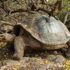 Riesenschildkröte (Galapagos - Ecuador)