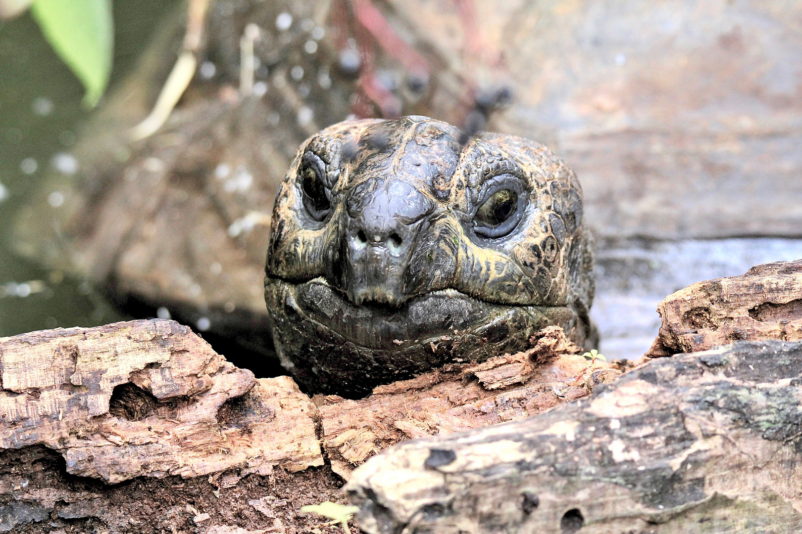 RIESENSCHILDKRÖTE - Hallo, ist da jemand?