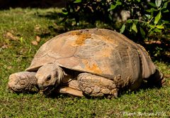 Riesenschildkröte II