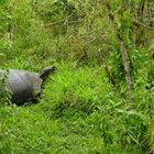 RIESENSCHILDKRÖTE im Dschungel