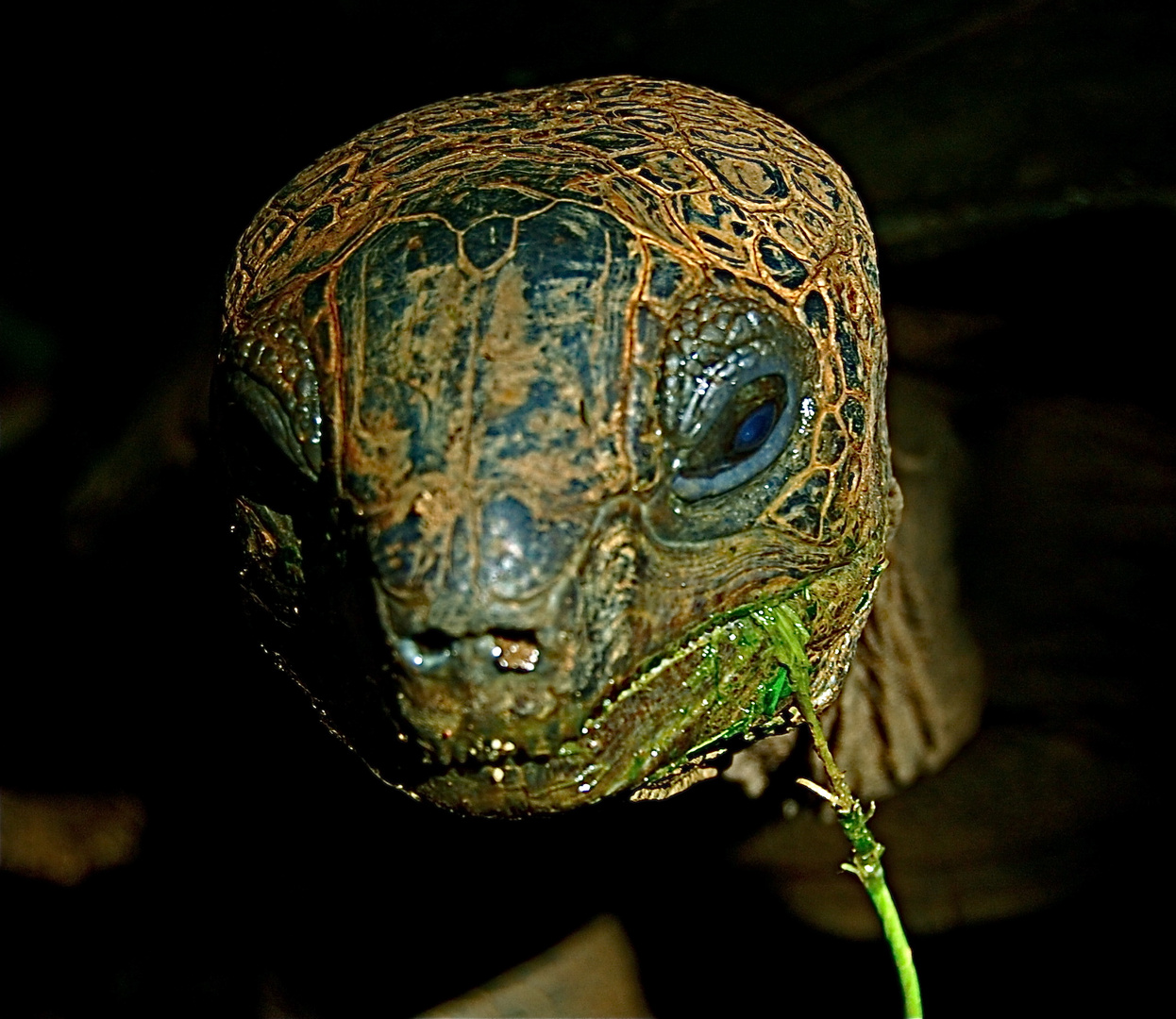 Riesenschildkröte im Dschungel von Nosy Be / Madagaskar