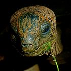 Riesenschildkröte im Dschungel von Nosy Be / Madagaskar