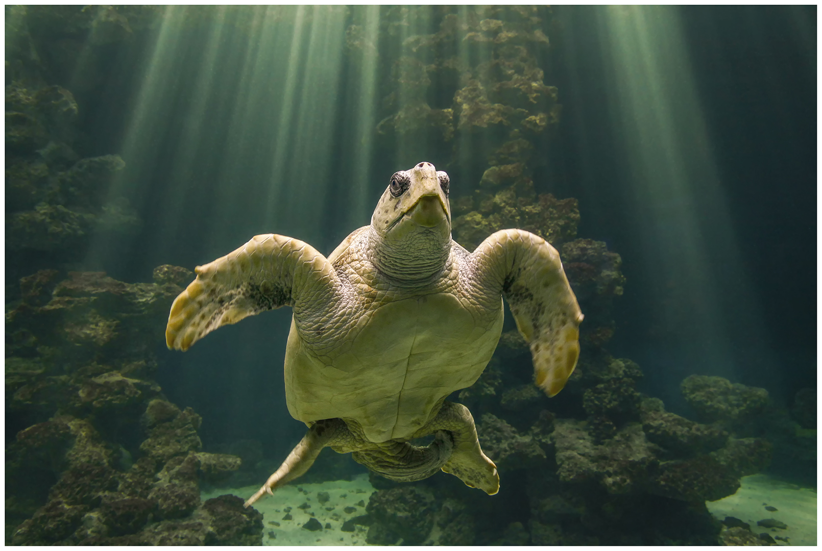 Riesenschildkröte im Licht 