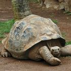 Riesenschildkröte im Loro´Parque Puerto de la Cruz