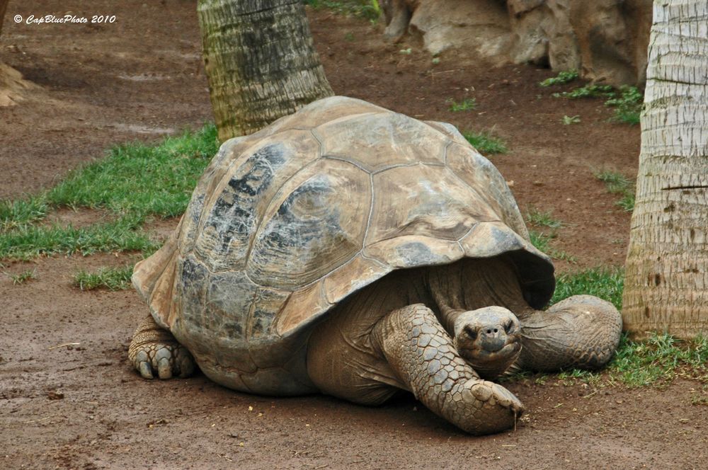 Riesenschildkröte im Loro´Parque Puerto de la Cruz