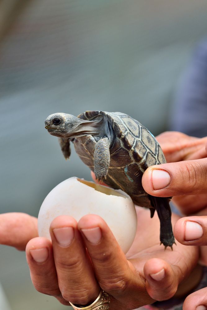 Riesenschildkröte in spe.